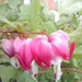 Bleeding Hearts flower by 365projectorgjoworboys