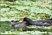 9th Jun 2022 - Mother and child