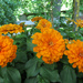 Marigolds by mittens