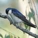 Tree Swallow by annepann