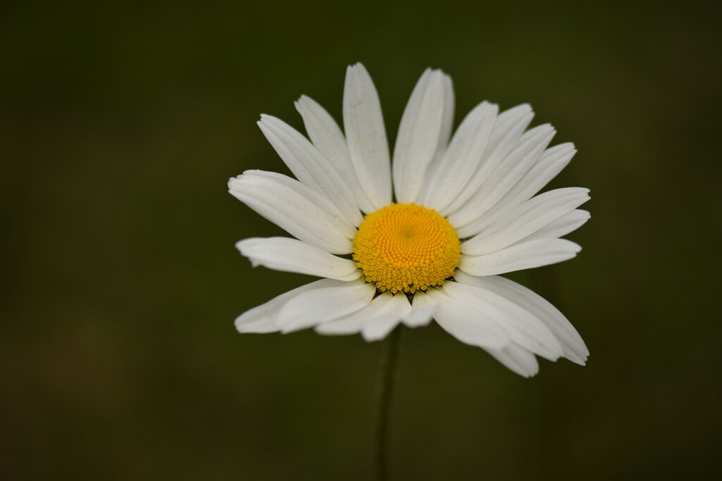 today's daisy by christophercox