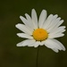 today's daisy by christophercox