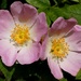 Wild Roses by fishers