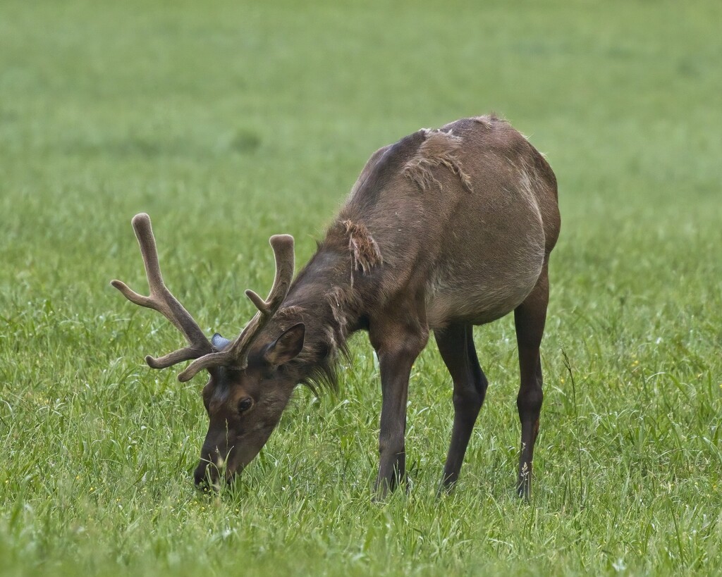 LHG_0639Shedding Elk by rontu