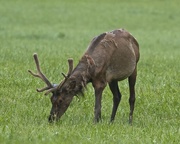 7th Jun 2022 - LHG_0639Shedding Elk