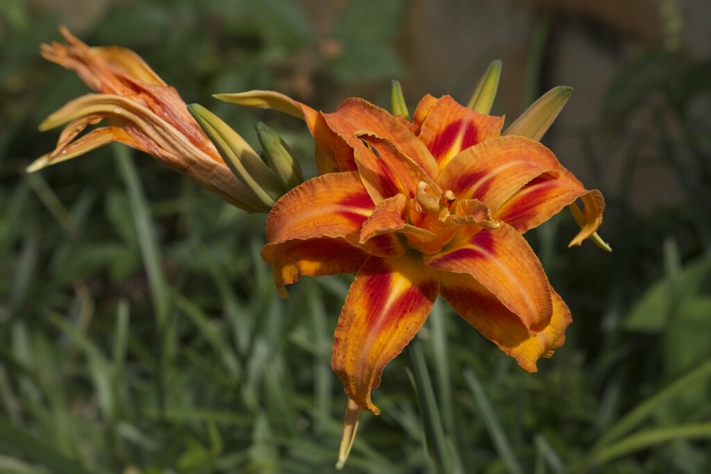 LHG_0681Ruffled Day Lily by rontu