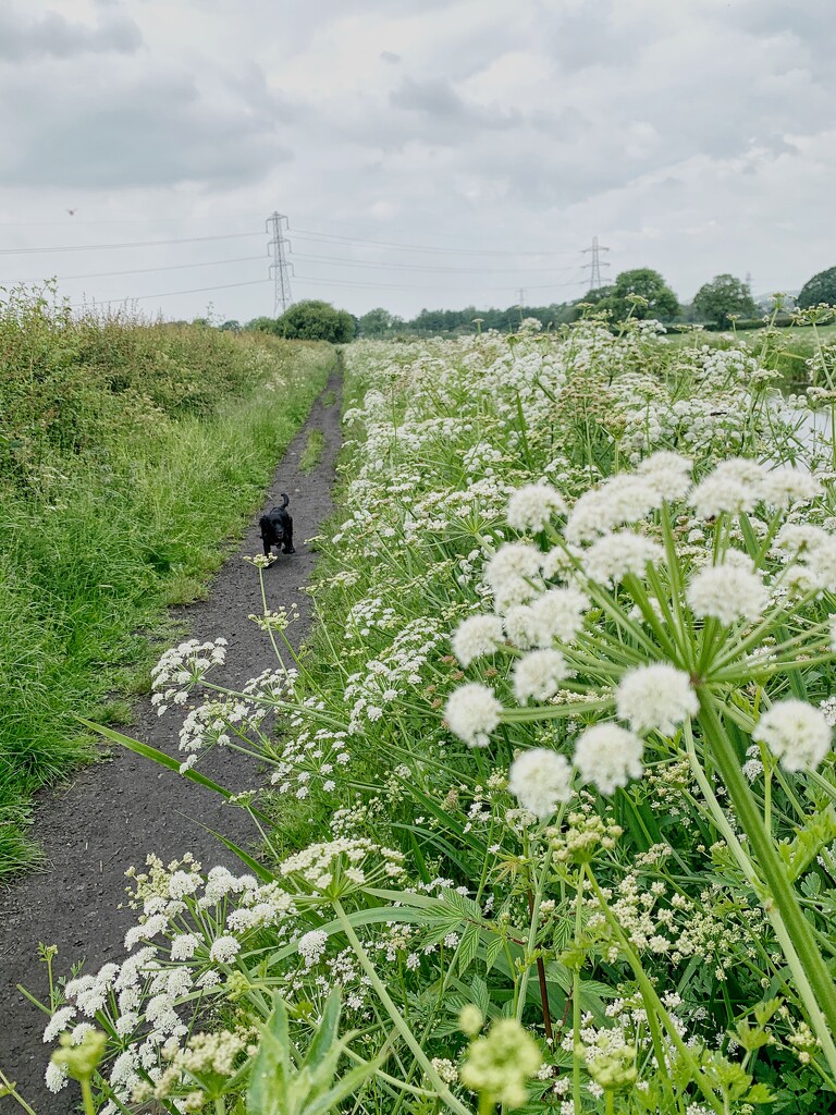 Cow parsley path by happypat