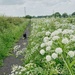 Cow parsley path by happypat