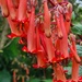 Cape Fuchsia... by serendypyty