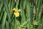 9th Jun 2022 - Yellow Flag (Wild Yellow Iris)
