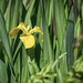 Yellow Flag (Wild Yellow Iris) by gardencat