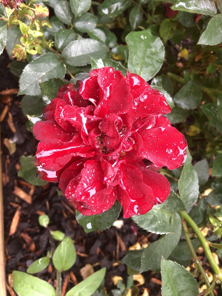 Ruby Celebration and Sparkling Raindrops by susiemc