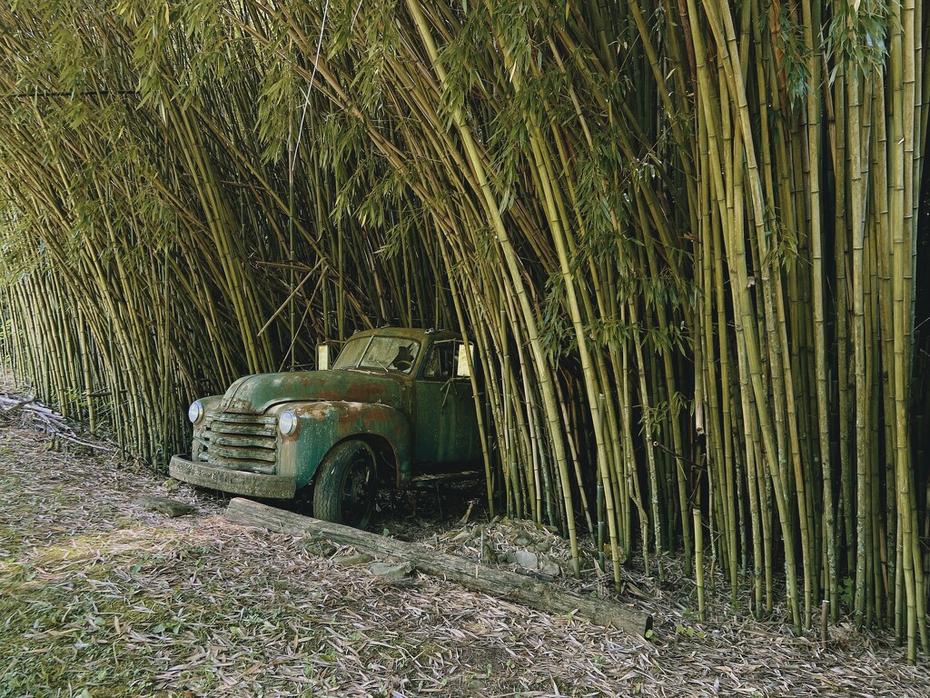 IMG_5626Old Truck out of Bamboo  by rontu