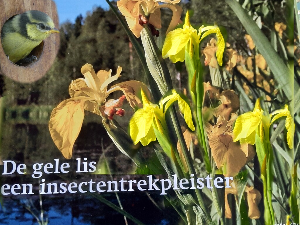 Identifi a flower by ideetje