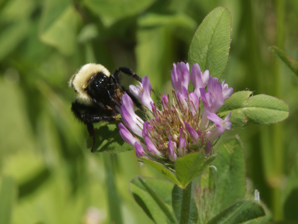 bumblebee on clover by rminer