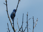 9th Jun 2022 - indigo bunting