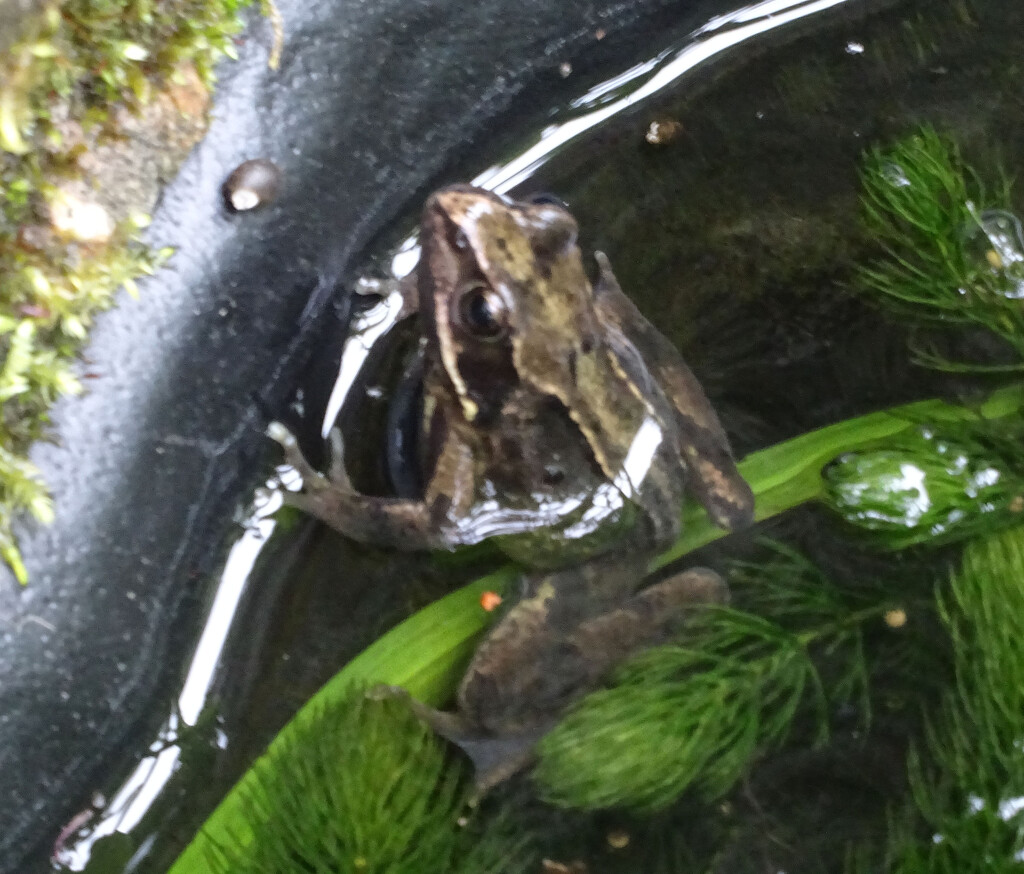 First glimpse of a frog in our pond today by marianj