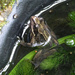 First glimpse of a frog in our pond today by marianj