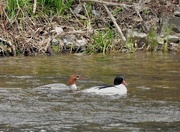 5th May 2021 - Common Mergansers