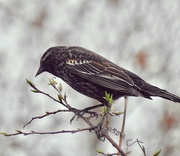 6th May 2021 - Red-winged Blackbird