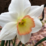 11th May 2021 - Another Daff