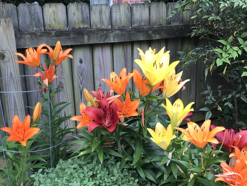 Lots of Lilies by allie912