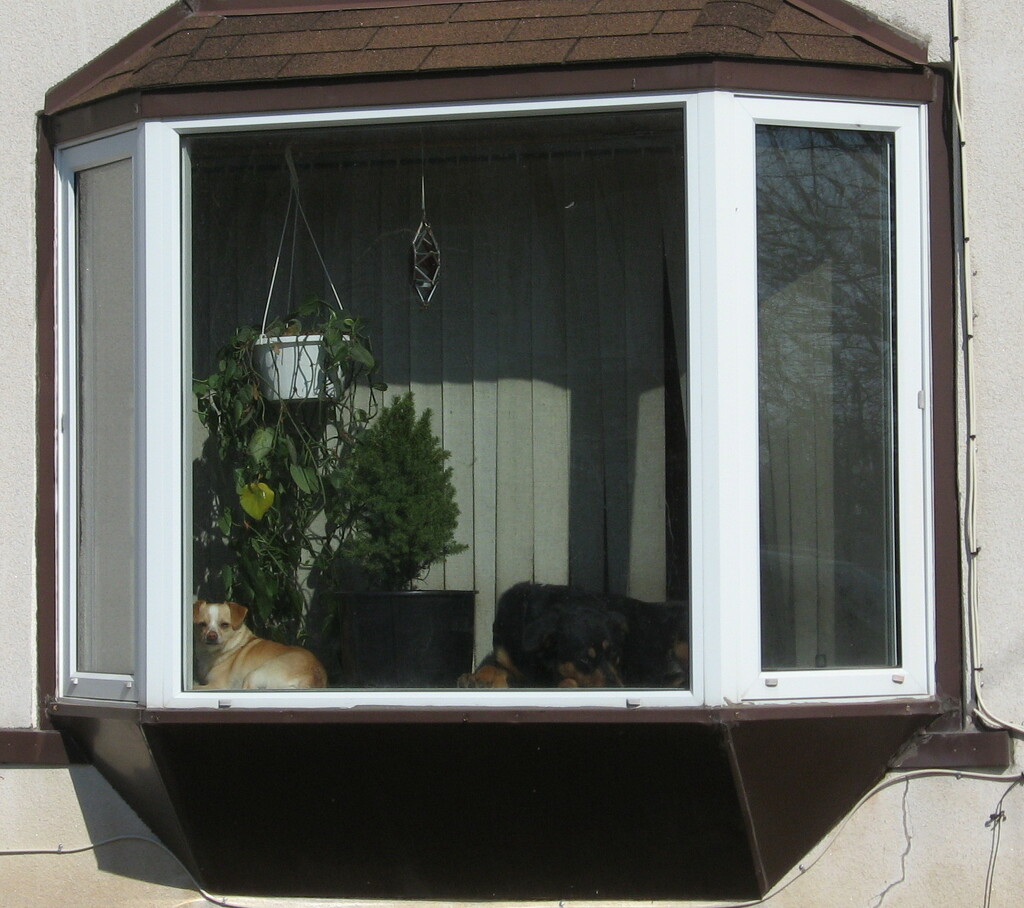 Window #6: With Dogs by spanishliz