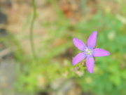 8th Jun 2022 - Purple Flower