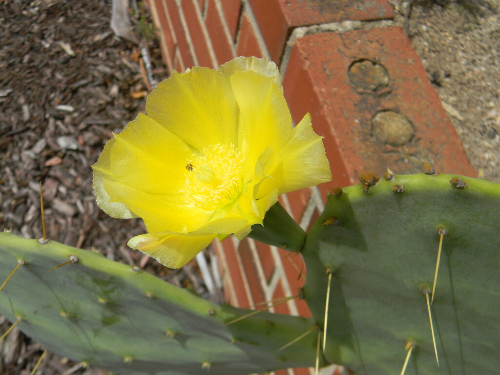 Cactus Flower by sfeldphotos