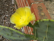 9th Jun 2022 - Cactus Flower