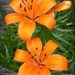 My tiger lilies... by marlboromaam