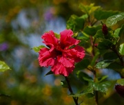 10th Jun 2022 -  Red Hibiscus.. Small & Frilly ~ 