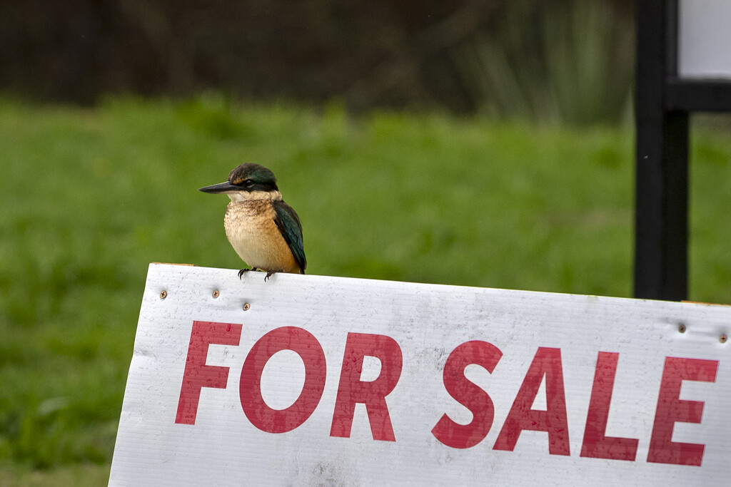 Anyone want to buy a kingfisher? by nickspicsnz