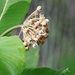 June 9: Milkweed by daisymiller