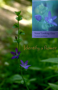 9th Jun 2022 - Identify a flower
