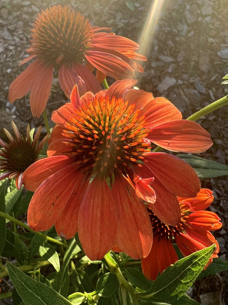 Coneflower  by calm