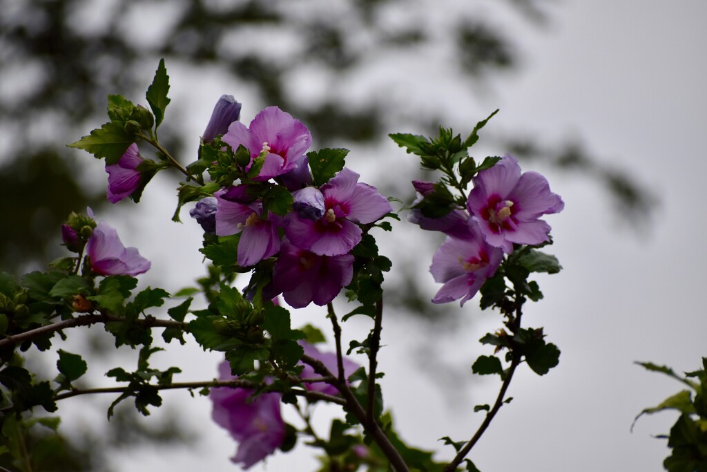 We call these flowers  Rose of Sharon by louannwarren