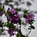 We call these flowers  Rose of Sharon by louannwarren