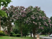 8th Jun 2022 - The Crepe Myrtles are especially beautiful this spring