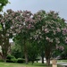 The Crepe Myrtles are especially beautiful this spring by louannwarren