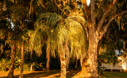 9th Jun 2022 - Palm Tree in the Sunlight!
