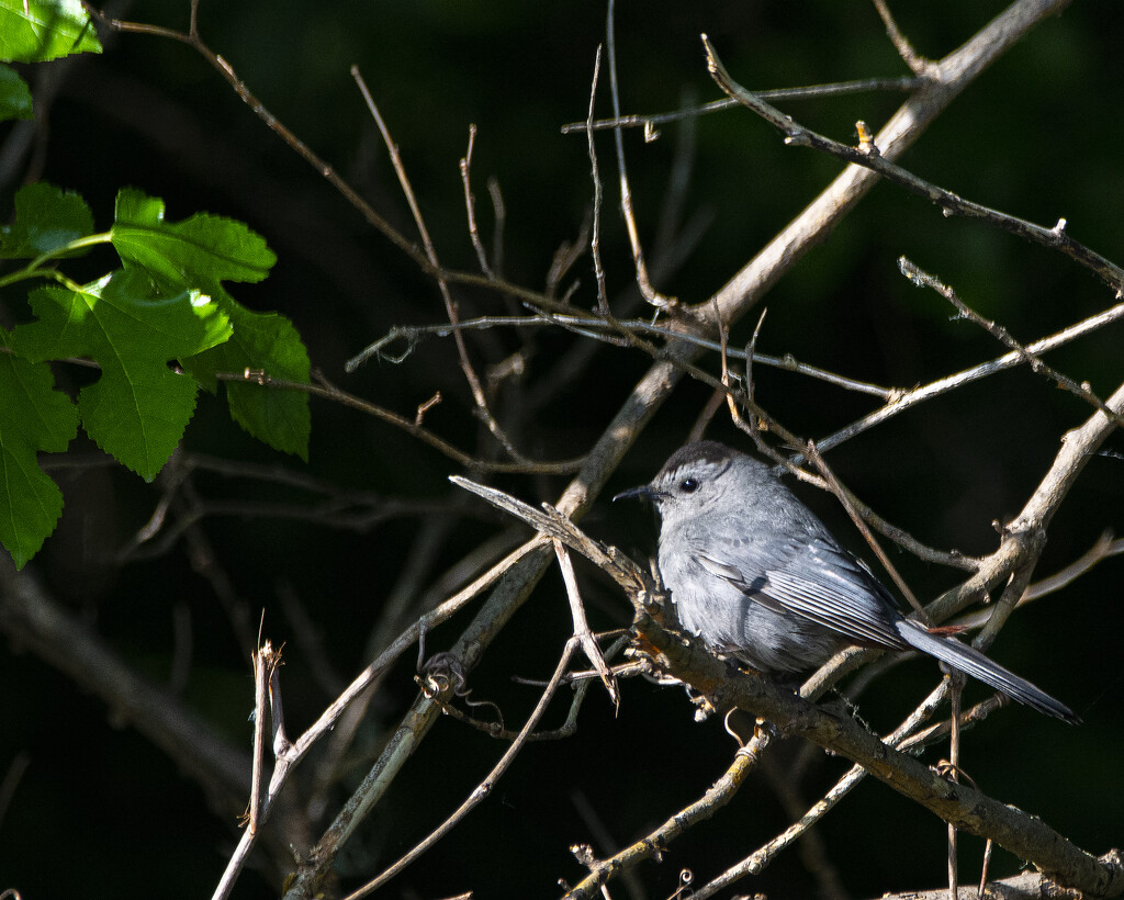 Gray Catbird by cwbill