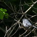 Gray Catbird by cwbill