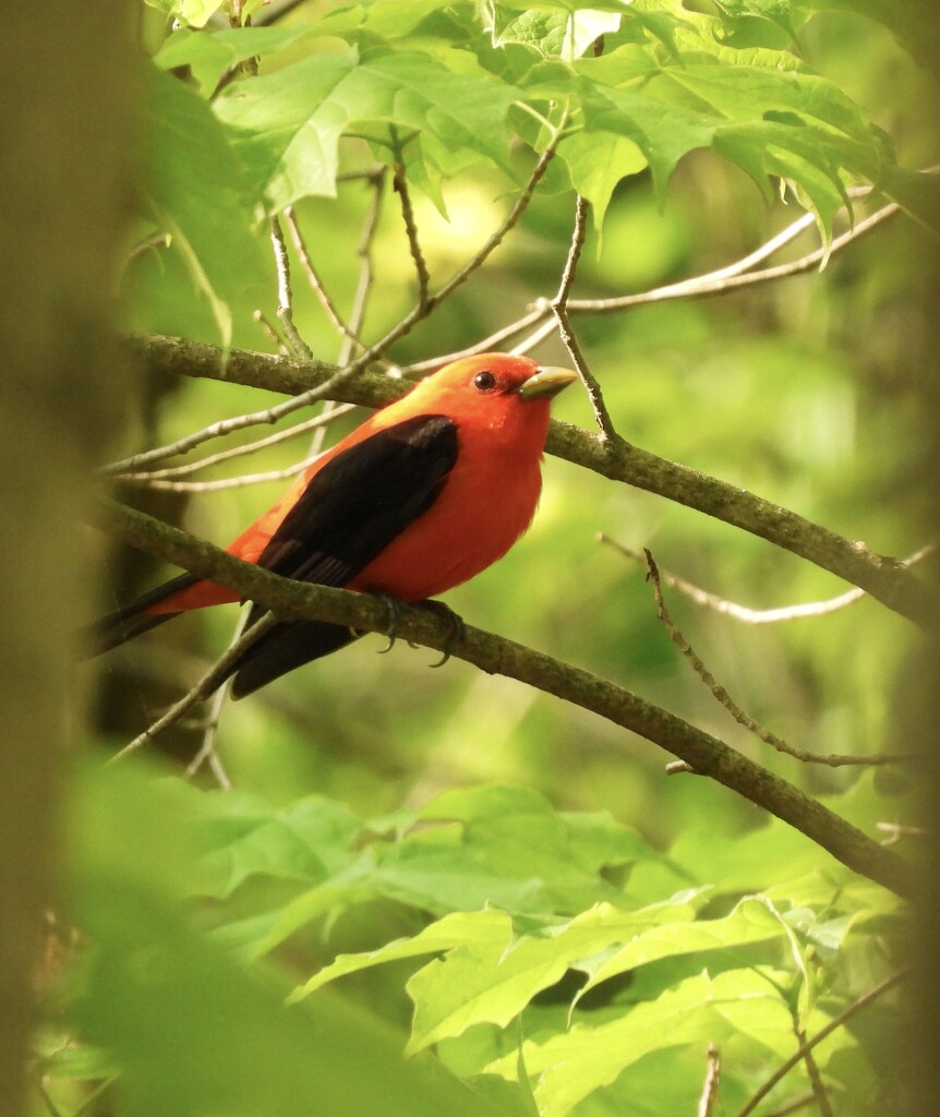 Scarlet Tanager by frantackaberry