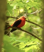 21st May 2022 - Scarlet Tanager