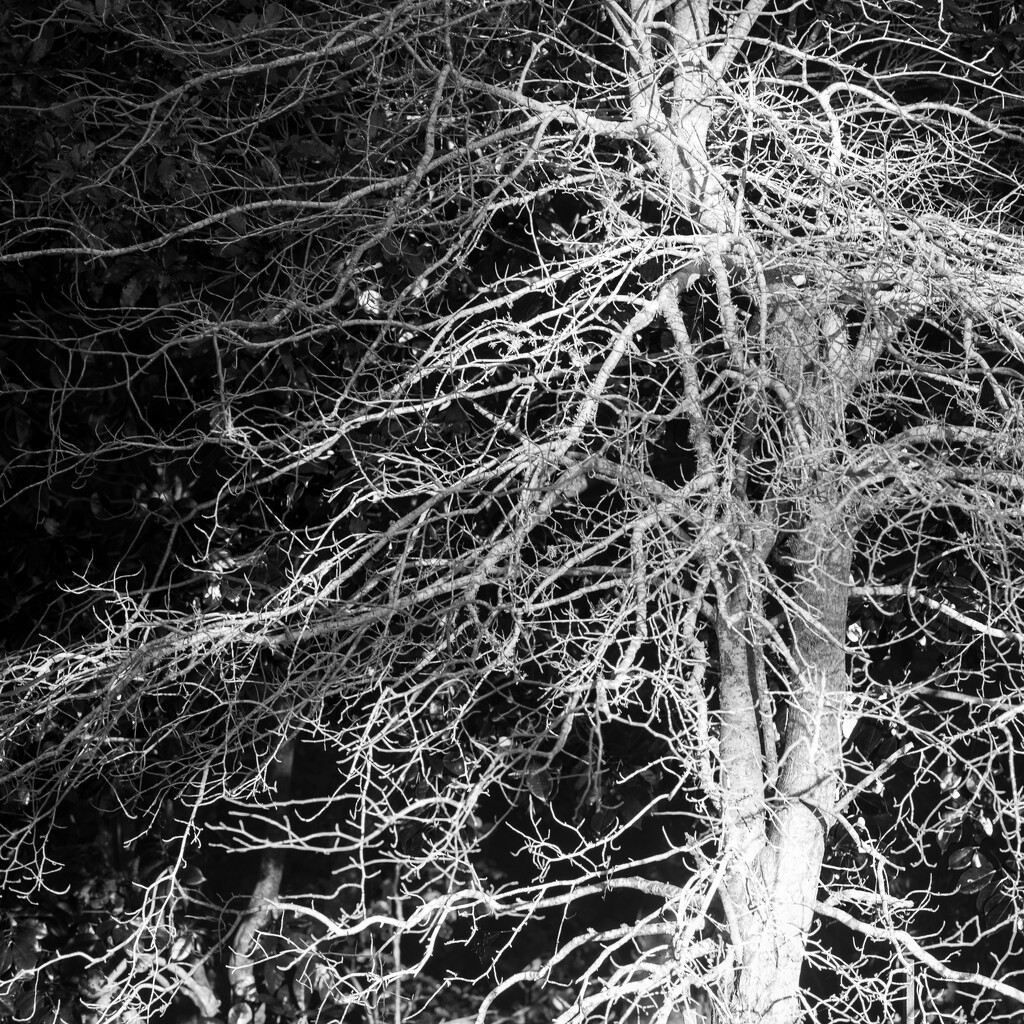 Winter Tree by yaorenliu