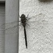 Huge Dragonfly  by clay88