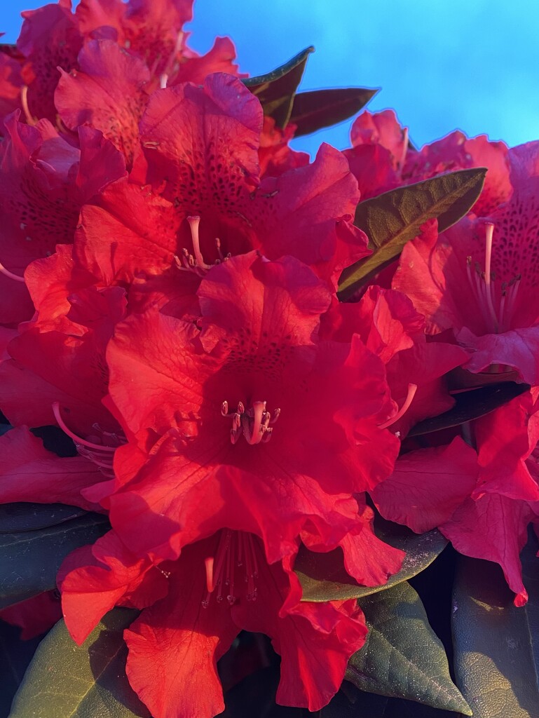 Red Rhodies by clay88