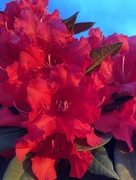 26th May 2022 - Red Rhodies