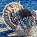The Turkey by stuart46